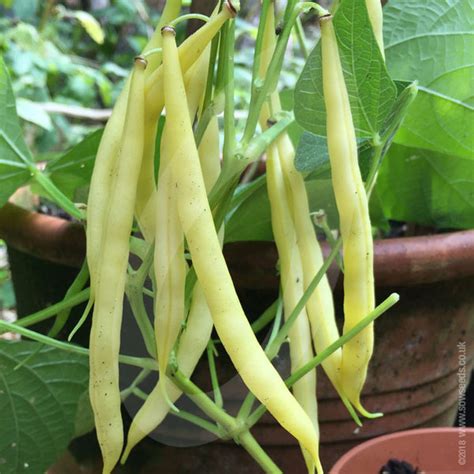 Dwarf French Bean Dior Seeds (AGM) 